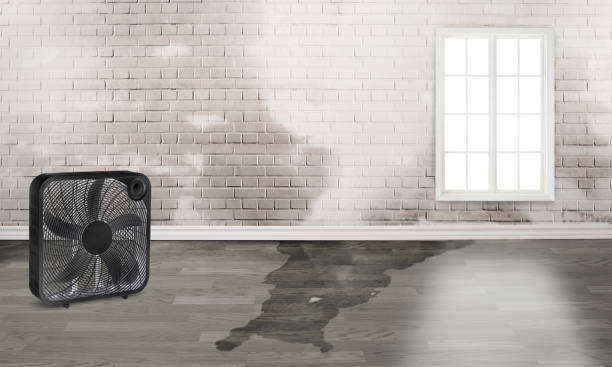 Best Basement water damage restoration  in Adairsville, GA